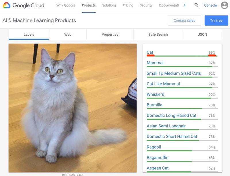 seo images : chat reconnu par Google AI