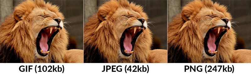 image seo : comparatif qualité photo d'un lion